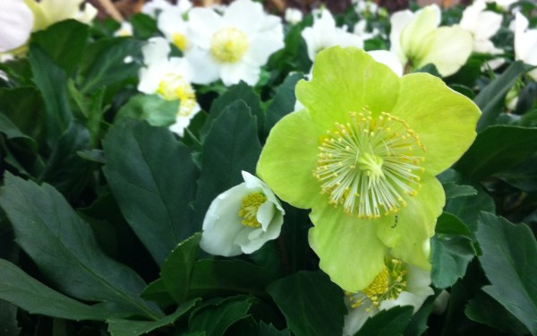 Helleborus niger