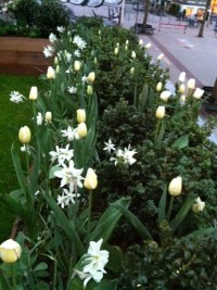 Buxus met Tulipa Francoise en Narcissus 'Talia'