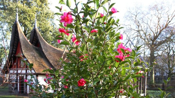 camelia in bloei artis