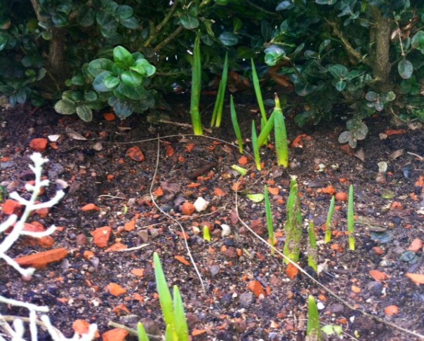 Narcissus 'Thalia' en Tulipa darwin 'Queen of the Night'