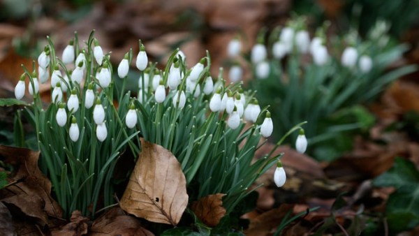 sneeuwklokjes bron Artis