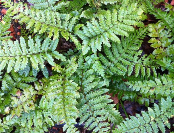 niervaren    foto MvL