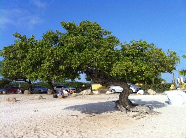 Divi divi boom op Eagle beach Aruba         foto MvL