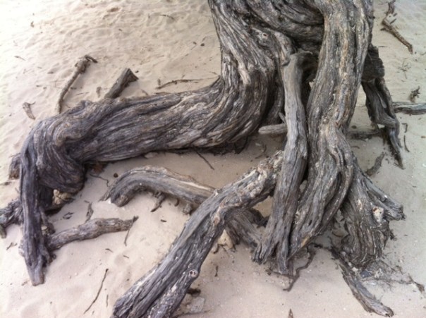 Wortel van Divi divi boom