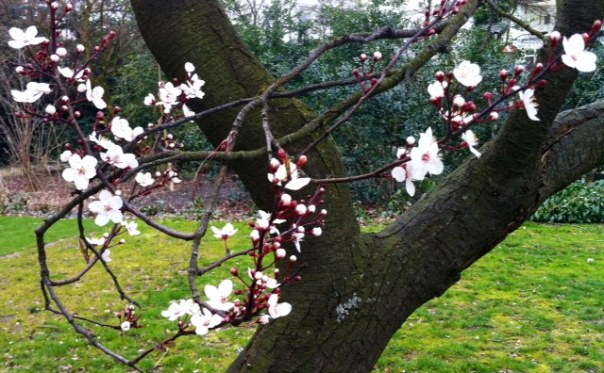 Prunusin het Vondelpark     foto MvL