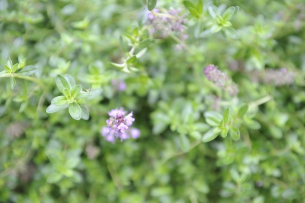 kruiptijm   Foto Juliette Erkelens