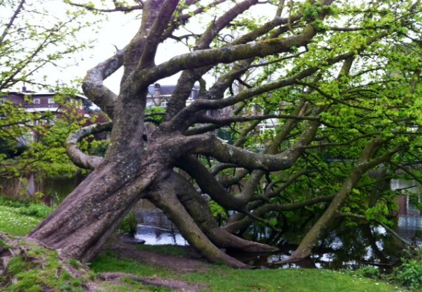 liggende boom in het Vondelpark