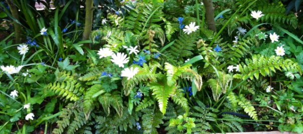 varens gecombineerd met Anemone blanda'White Splendour" en scillas