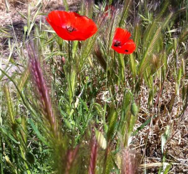 klaproos    Foto: MvL