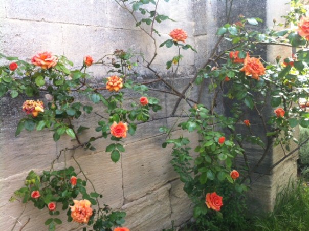 klimroos kerk Bonnieux