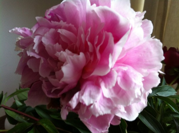 Pioen van Annette  Foto. MvL