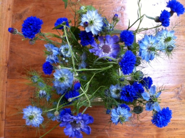 korenbloemen  bron MvL