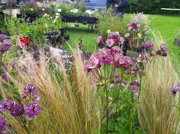 Astrantia major 'Rubra'