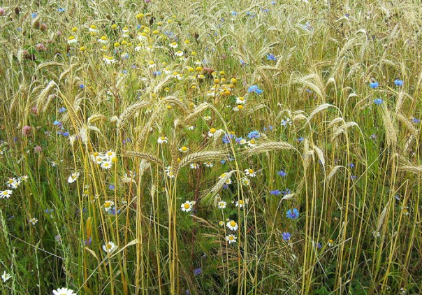 korenbloemen tussen het graan
