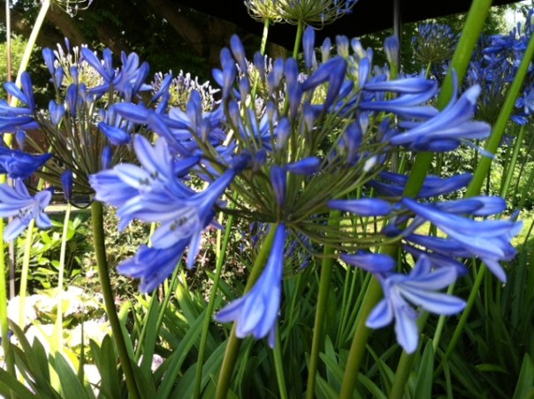 Agapanthus  Foto: MvL
