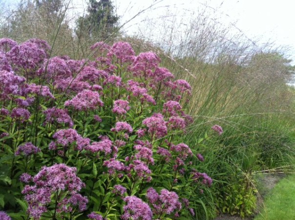 Sedum en Grassen  foto MvL