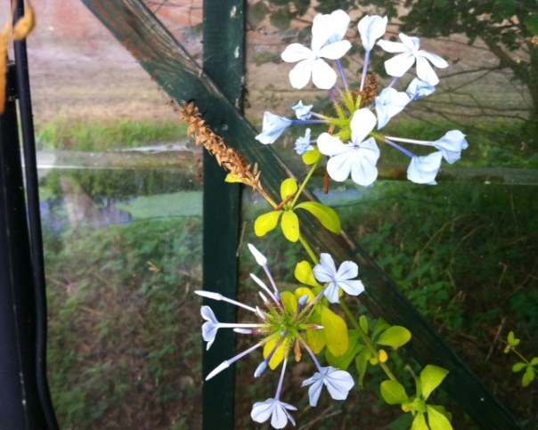Plumbago   foto MvL