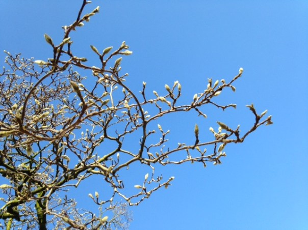  Knoppen in de boom foto: MvL