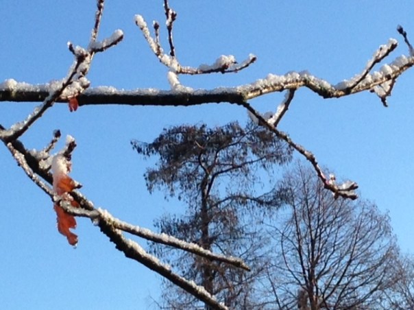 sneeuw op de takken foto MvL