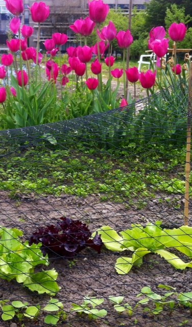 schoffeltuintje      foto: MvL