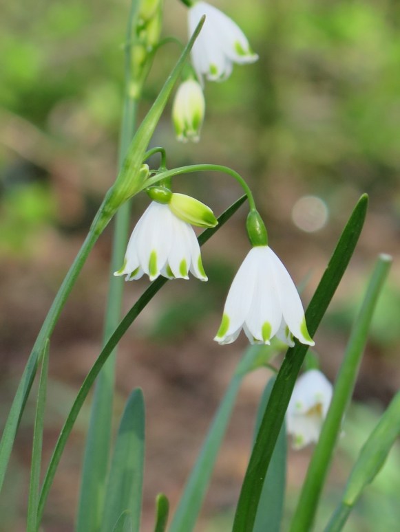 Zonkllkjklfajla foto Janine ten Horn