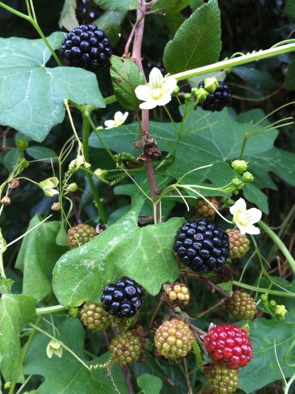 Bramen in Breduriere foto Annette Vlug