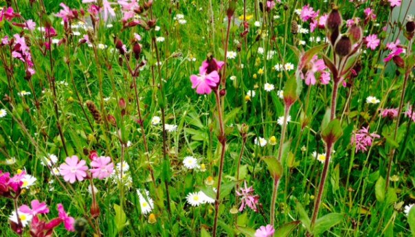 Wilde bloemen op Chelsea flower show.  Foto: MvL