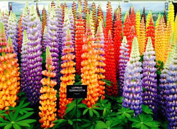 Lupinus 'Terracotta   foto: MvL