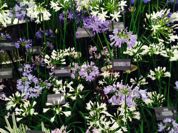 Agapathus   Foto: MvL