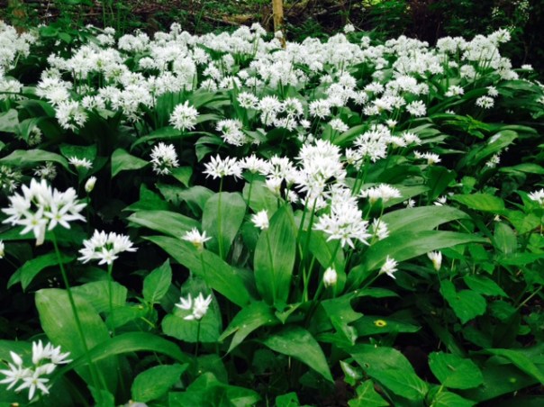 allium in het Vondelpark foto: MvL