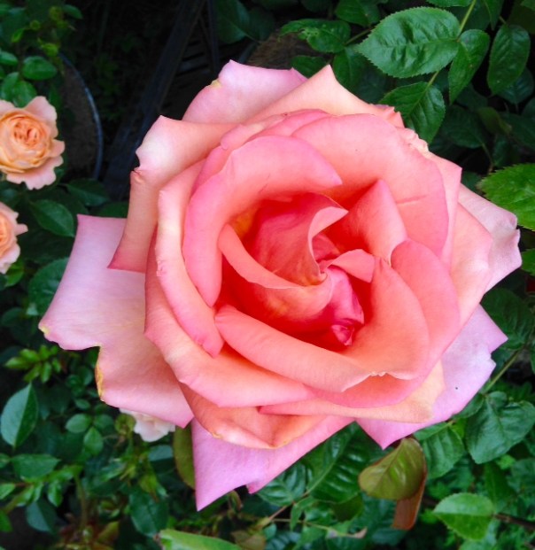 Troika roos Foto: MvL