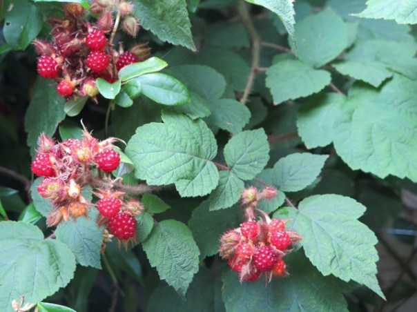 Japanse wijnbes foto: Janine ten Horn