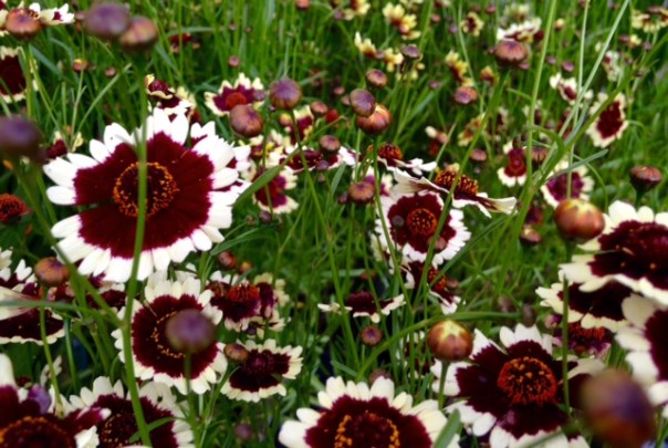 Coreopsis 'Sonja' foto:MvL