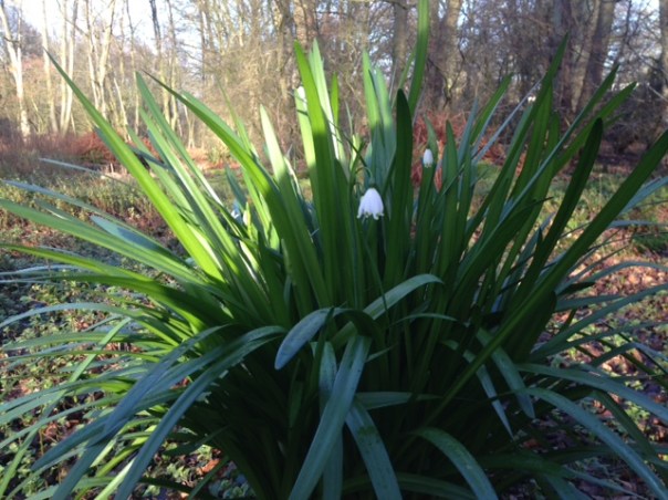 Zomerzotje in Jac. P. Thijssepark foto MvL