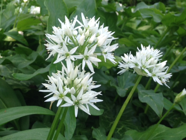 Alliums 2 Vondelpark