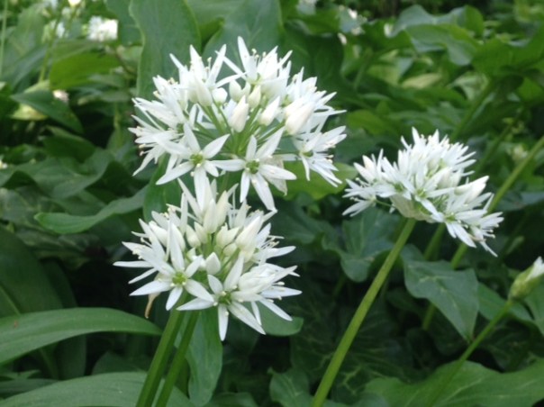 Alliums 2 Vondelpark