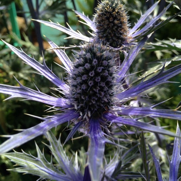Eryngium Big Blue 2