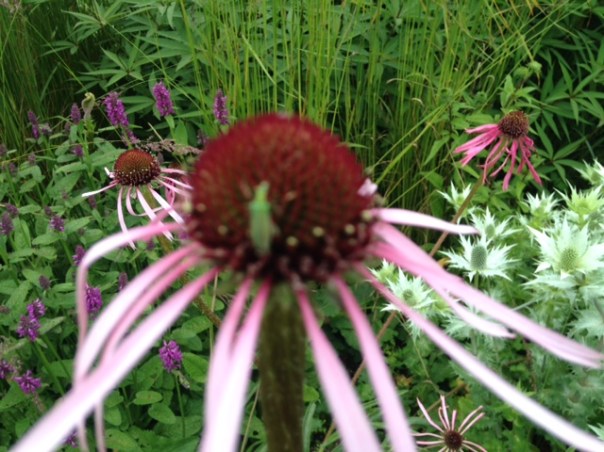 echinacea-pururea-hybrisis