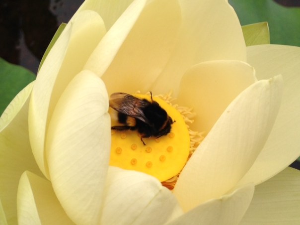 lotus-met-hommel