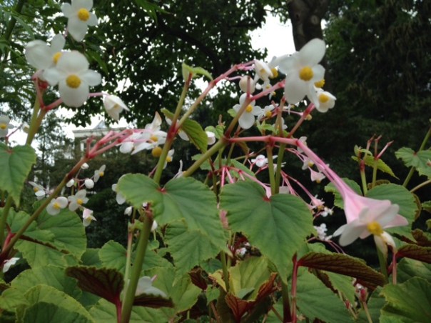 begonia-1