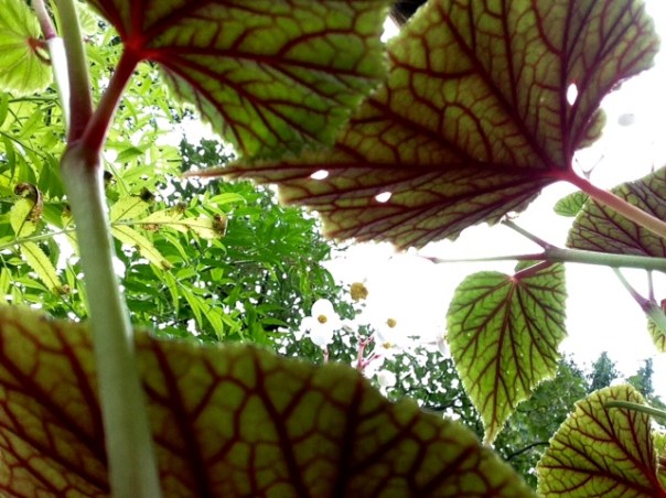 begonia2