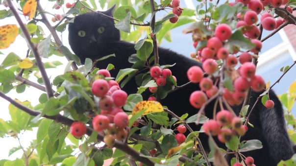 artemis-2-in-de-boom