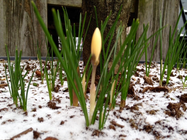 bolletje-op-springen