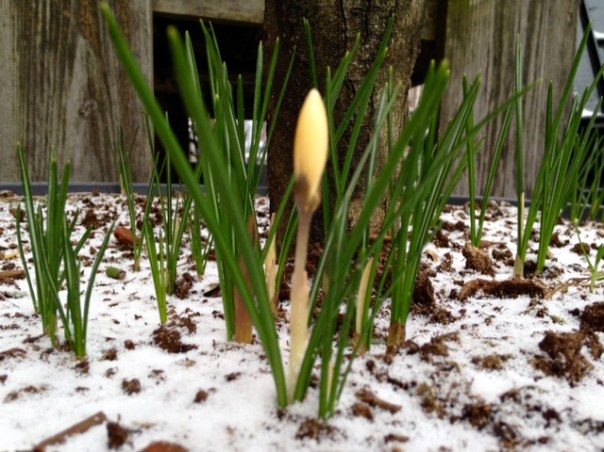 bolletje-op-springen