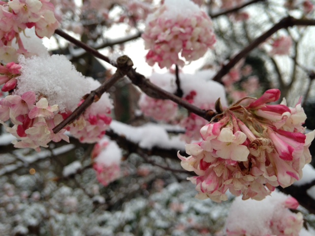 virburnum-sneeuw
