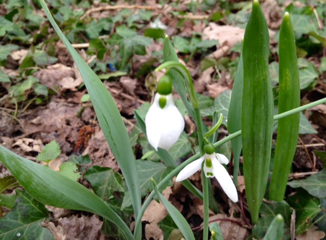Sneeuwklokje 3 Vondelpark