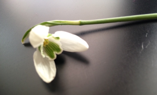 Sneeuwklokje 4 Vondelpark