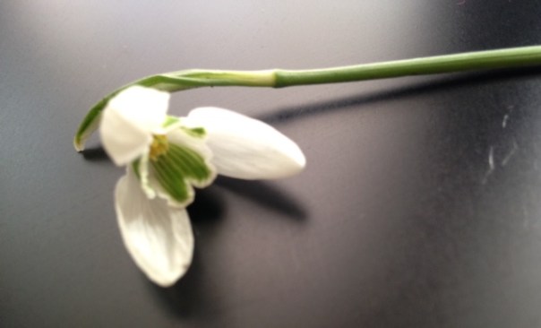 Sneeuwklokje 4 Vondelpark