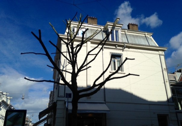 plantaan gekandelabeerd 1