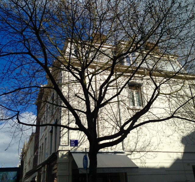 plataan voor huis pc 99